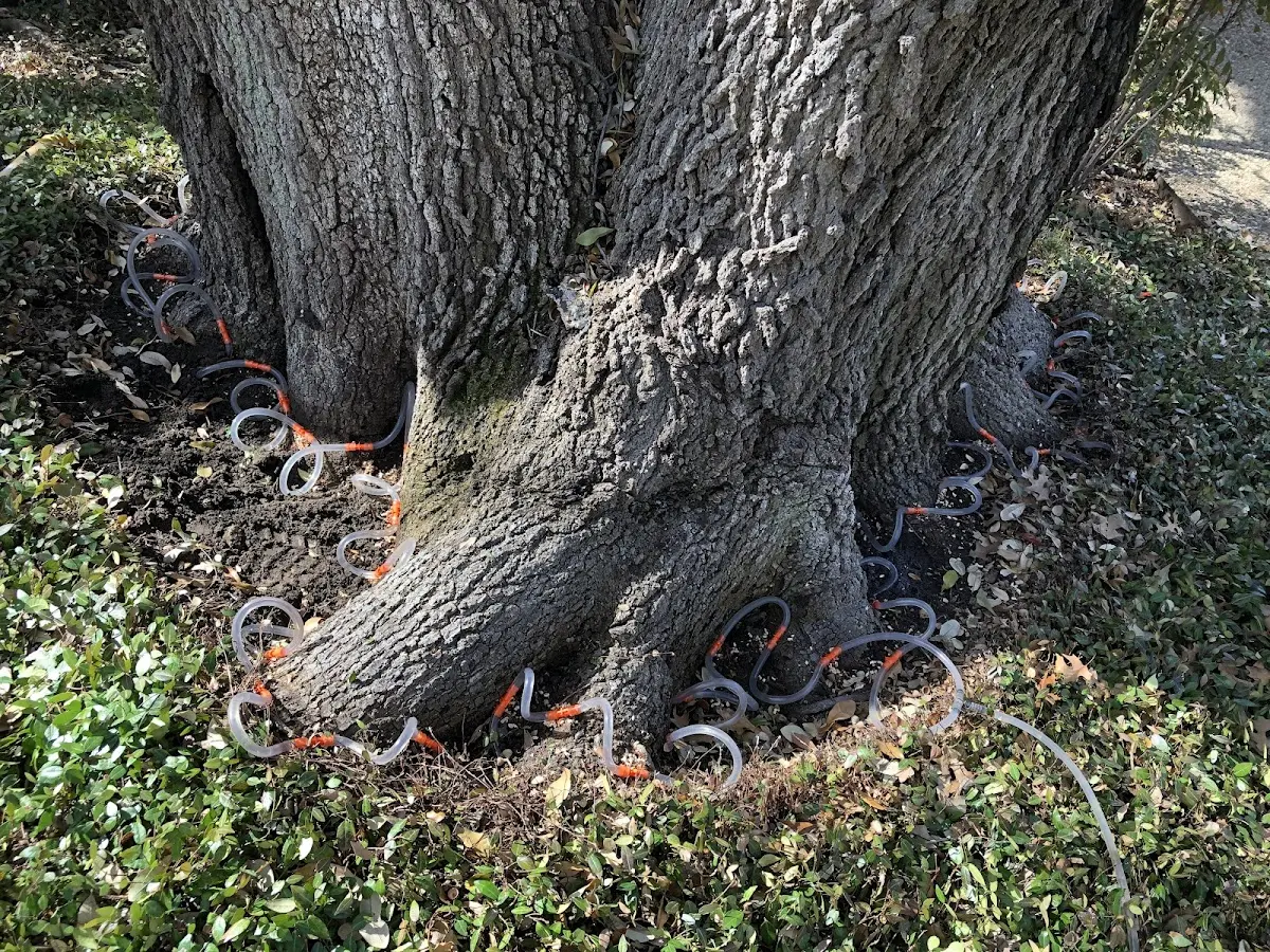 Detailed Tree Cabling and Bracing job site in Jamaica