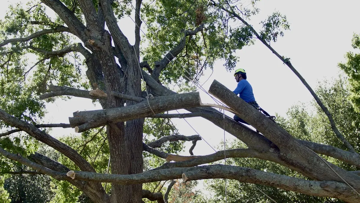 Professional Crown Thinning performed by certified arborists in Jamaica