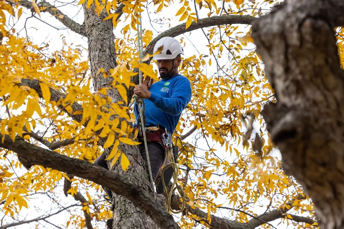 Skilled Tree Transplanting crew working in Jamaica